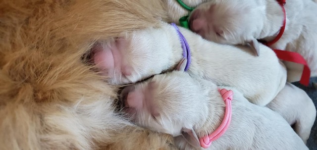Pink-Day1