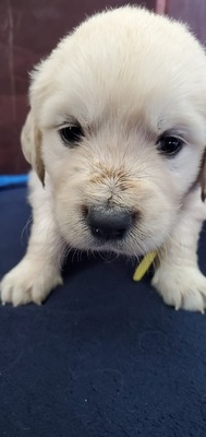 Mr. Yellow