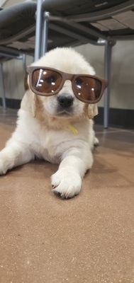Mr. Yellow