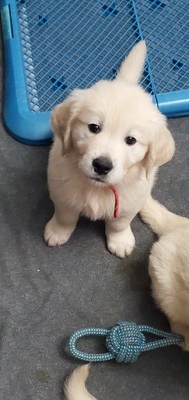 Mr. Red