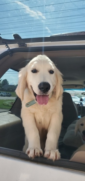 Mr. Aqua