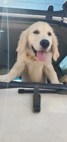 Mr. Yellow
